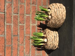 Mandjes  viooltjes  droogbloemen  diy pakket