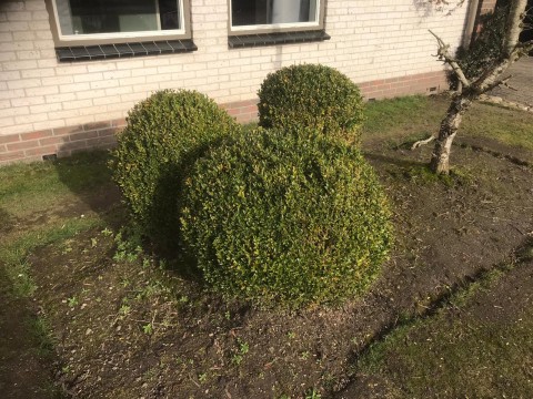 8 Prachtige buxus  6 van 45cm-50cm  1 van 60cm en 1 van 70CM  Nieuwpri