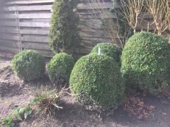 8 Prachtige buxus  6 van 45cm-50cm  1 van 60cm en 1 van 70CM  Nieuwpri