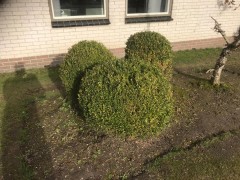 8 Prachtige buxus  6 van 45cm-50cm  1 van 60cm en 1 van 70CM  Nieuwpri