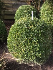 8 Prachtige buxus  6 van 45cm-50cm  1 van 60cm en 1 van 70CM  Nieuwpri