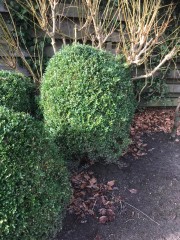 8 Prachtige buxus  6 van 45cm-50cm  1 van 60cm en 1 van 70CM  Nieuwpri