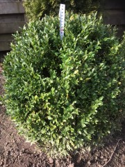 8 Prachtige buxus  6 van 45cm-50cm  1 van 60cm en 1 van 70CM  Nieuwpri