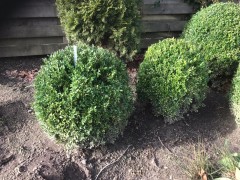 8 Prachtige buxus  6 van 45cm-50cm  1 van 60cm en 1 van 70CM  Nieuwpri