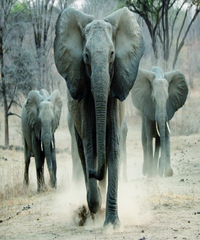 Tuinposter olifanten
