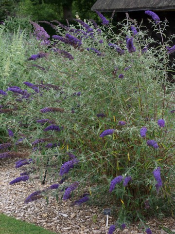 Buddleja Nanho Blue - DwergVlinderstruik