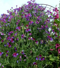 Vaste Pronkerwt - Lathyrus Latifolius