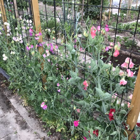 Vaste Pronkerwt - Lathyrus Latifolius