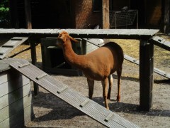 Boshuisje te huur op grens van Drenthe Friesland en Groningen