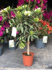 Bougainvillea   oleander