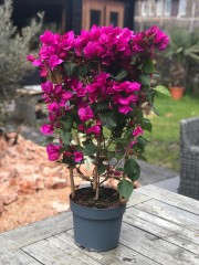 Bougainvillea   oleander