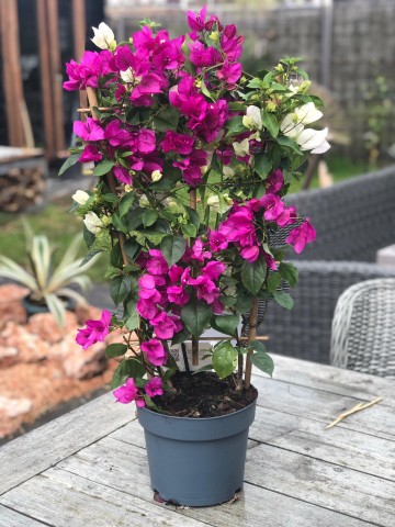 Bougainvillea   oleander