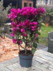 Bougainvillea   oleander