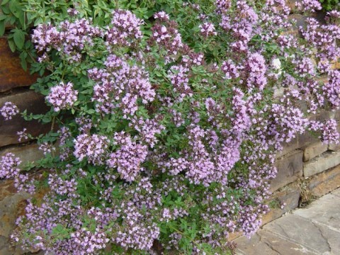Oregano - Wilde Marjolein