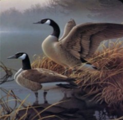diamond paintings super aanbieding  