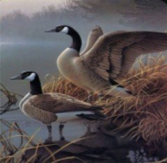 diamond paintings super aanbieding  