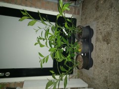 Cestrum nocturnum dame van de nacht  nachtjasmijn  Raat ki Rani