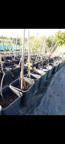 Hollandse boskoop glory wit druivenplanten