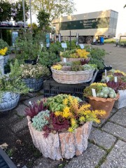 Vaste planten te koop