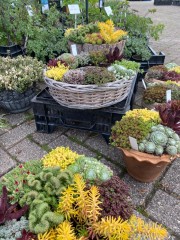 Kwekerij De Beeksterhof het adres voor bloeiende tuinplanten in elk se