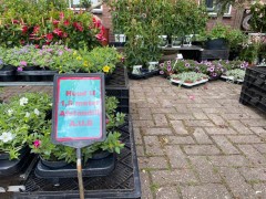 Kwekerij De Beeksterhof het adres voor bloeiende tuinplanten in elk se