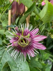 Kwekerij De Beeksterhof het adres voor bloeiende tuinplanten in elk se