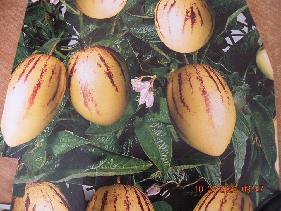 pepino meloenpeer eetbare vrucht