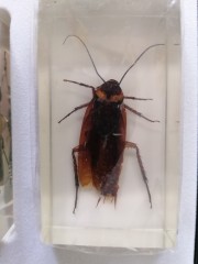 Verzameling Insecten