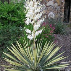 Yucca 2 soorten Gloriosa en Color Guard