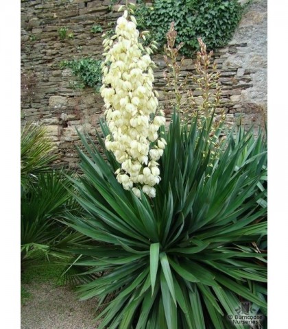 Yucca 2 soorten Gloriosa en Color Guard