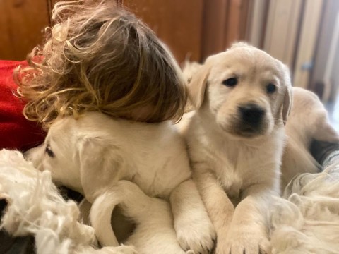 Golden Retriever-puppys geregistreerd 