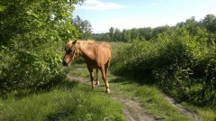 Gezocht- woning met een weide