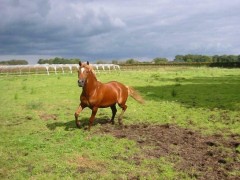 Gezocht- woning met een weide