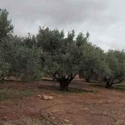 marokkaanse olijfolie