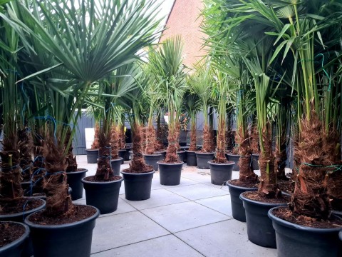Winterharde palmbomen