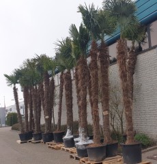 Nergens goedkoper vijg en palmbomen