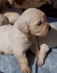 Golden Retriever-pups te koop