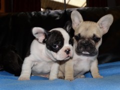 Prachtige Franse Bulldog-puppys