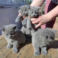 Cattery Kittens te koop €200