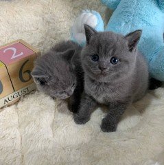 Cattery Kittens te koop €200