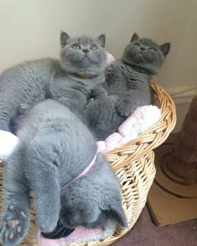 Cattery Kittens te koop €200