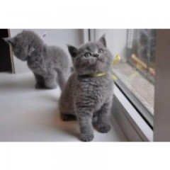 Cattery Kittens te koop €200