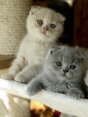 Cattery Kittens te koop €200