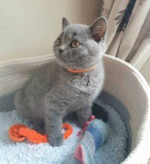 Cattery Kittens te koop €200