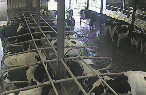 Onze Cameras op de Boerderij  maakt het allemaal makkelijker
