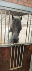 Halve boerderij of hele boerderij te huur gevraagd