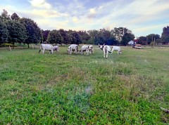 Een gerenoveerde boerderij op een grote kavel voor niet te duur