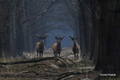 Er-even-lekker-tussenuit  Op de Veluwe 