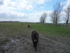 Woonboerderij met veel grond