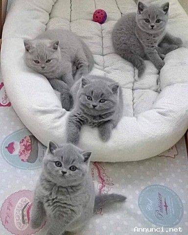 Britse Korthaar Scottish Fold Blauw en Lilac kitten tekoop